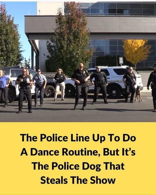 It Was A Simple Police Lineup Until The Dog Stole The Show