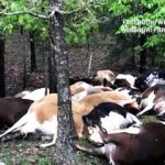 Farmer Finds Pasture Empty, Sees All 32 Dead Cows In One Big Pile