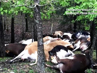 Farmer Finds Pasture Empty, Sees All 32 Dead Cows In One Big Pile