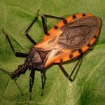 These bugs come out at nighttime, and attacking victims, they silently kill or leave them with a lifelong infection