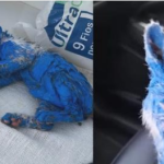 Kitten was dyed with toxic blue paint and left in the rain — rescuers help her make a stunning transformation