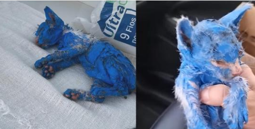 Kitten was dyed with toxic blue paint and left in the rain — rescuers help her make a stunning transformation