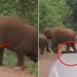 They halted traffic after uncovering the unexpected item the elephant was hauling in its trunk.