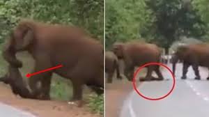 They Blocked Off The Road After Realizing What This Elephant Was Carrying With Its Trunk