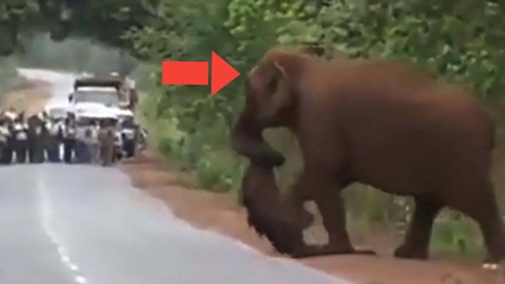 Weeping elephants mourn a lost baby in a funeral march like humans